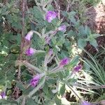 Epilobium hirsutum Floro