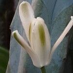 Albuca nelsonii 花