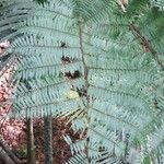 Cyathea arborea Leaf