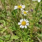 Leucanthemum ircutianum ফুল