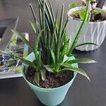 Dracaena stuckyiЛисток