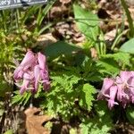 Dicentra eximia Kvet