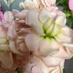 Matthiola incana Blüte