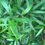 Pittosporum pimeleoides Bark