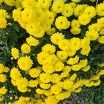 Chrysanthemum × grandiflorum Lorea