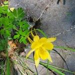Aquilegia chrysantha Blüte