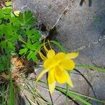 Aquilegia chrysantha Flor