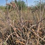 Aloe ellenbeckii Hostoa