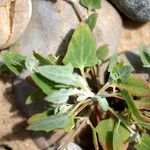 Atriplex glabriuscula Hábito