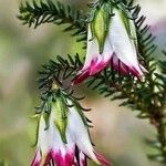 Darwinia meeboldii