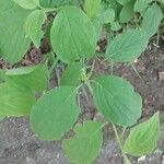 Cornus rugosa Feuille