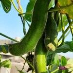 Mucuna pruriens Fruit