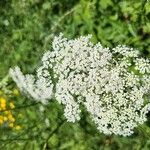 Oenanthe pimpinelloides Flower