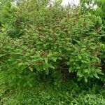 Amorpha fruticosa عادت داشتن