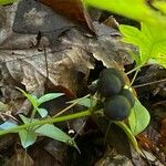 Smilax herbacea ഫലം