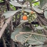 Rubus ellipticus Leaf