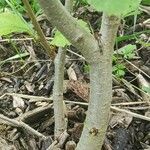 Betula globispica Bark