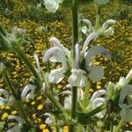 Salvia aethiopis Fleur