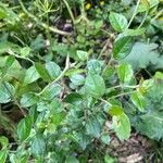 Cotoneaster simonsii Fulla