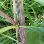 Beta vulgaris Bark