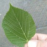 Tilia platyphyllosList