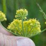Lomatium utriculatum Flower