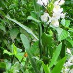 Hedychium coronarium Habit