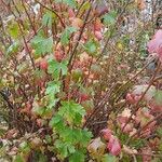 Ribes aureum Hábitos