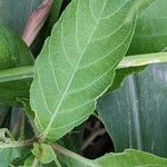 Ruellia tuberosa पत्ता