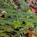 Hypochaeris radicata Rinde