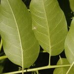 Cedrela odorata Blatt