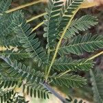 Prosopis koelziana Leaf