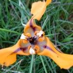 Cypella herbertii Flor