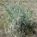 Elymus elymoides Συνήθη χαρακτηριστικά