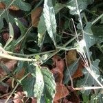 Brassica nigra पत्ता