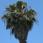 Washingtonia filifera その他の提案