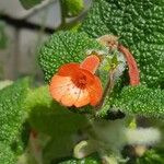 Mimulus cardinalis Flor