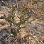 Commiphora schimperi Habit