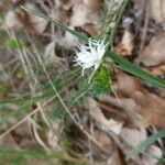 Carex baldensis Flower