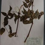 Clematis gouriana 其他