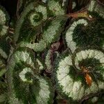 Begonia rex Leaf