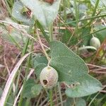 Aristolochia pistolochia Frugt