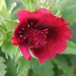 Potentilla thurberi Flower