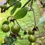 Pittosporum tenuifolium موطن