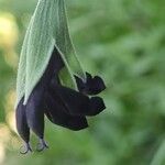 Salvia discolor Fleur