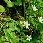 Saxifraga rotundifolia 整株植物