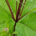 Eutrochium maculatum Corteza