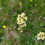 Pedicularis tuberosa Flower