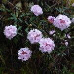 Rhododendron trichostomum Kvet