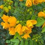 Senna occidentalis Květ